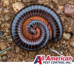 millipede coiled up on the ground