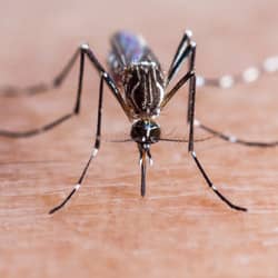 mosquito biting skin in nashville