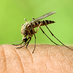 mosquito bite