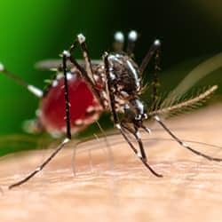 mosquito biting a murfreesboro resident