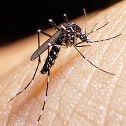 mosquito biting nashville resident