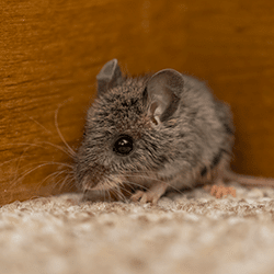 mouse in a living room