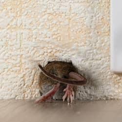 mouse racing into a mt juliet homes wall