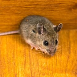 mouse in a nashville kitchen