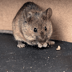 a mouse in a tennessee home munching on food crumbs