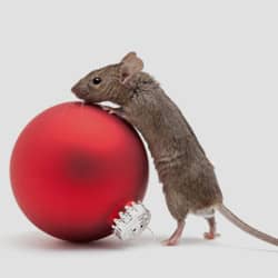 a mouse crawling on a christmas bulb