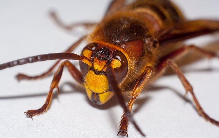 Murder Hornets,' with sting that can kill, land in U.S.