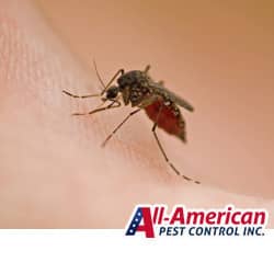 all american mosquito control