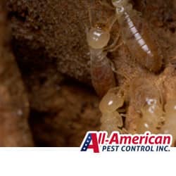 termites crawling around inside a home