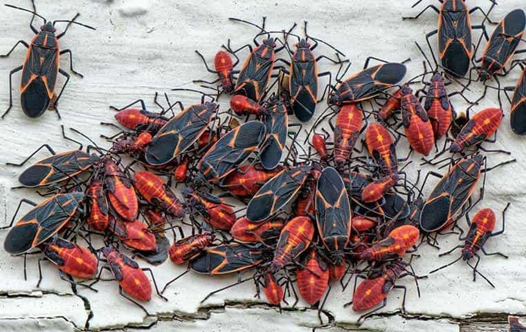 boxelder bugs on the wall