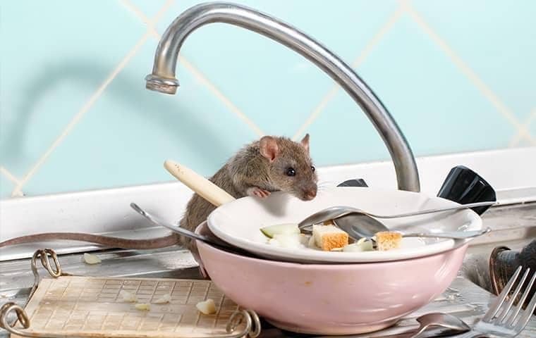 full grown grey mouse eating food off the dishes on a tennessee kitchen sink