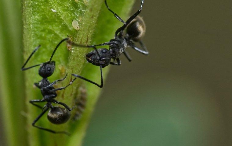 odorous house ants crawling on a leaf