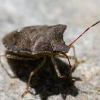 overwintering stink bug on the ground