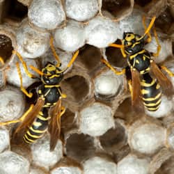 paper wasps building a nest