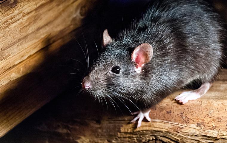 5 Step Solution to Get Rid of Rodents Like Mice and Rats in Your Attic for  Good!! 