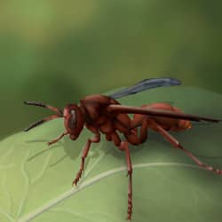 red wasp on a leaf
