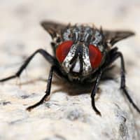 a fly up close