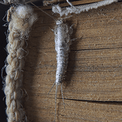 silverfish in a tennessee home