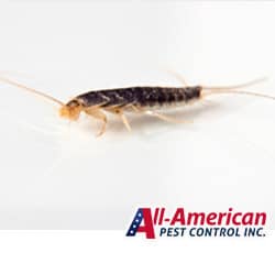 silverfish on a white background