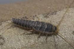 silverfish in tennessee