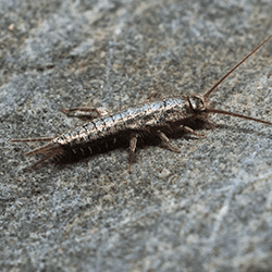 silverfish outside in tennessee