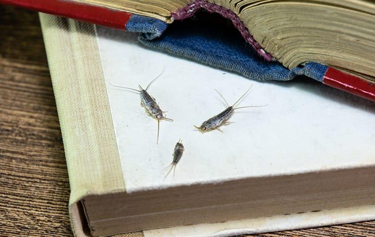 silverfish in spring hill home