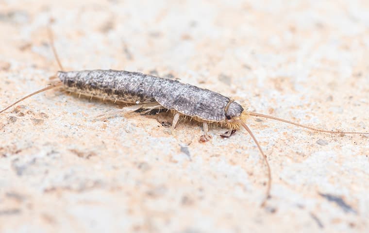 How To Identify And Prevent Carpet Beetles In Your Murfreesboro Home