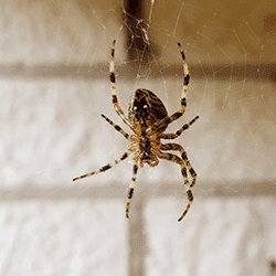 spider in a basement