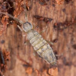 springtail up close on wood