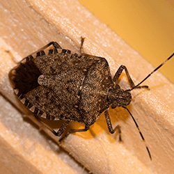 close up of a stink bug