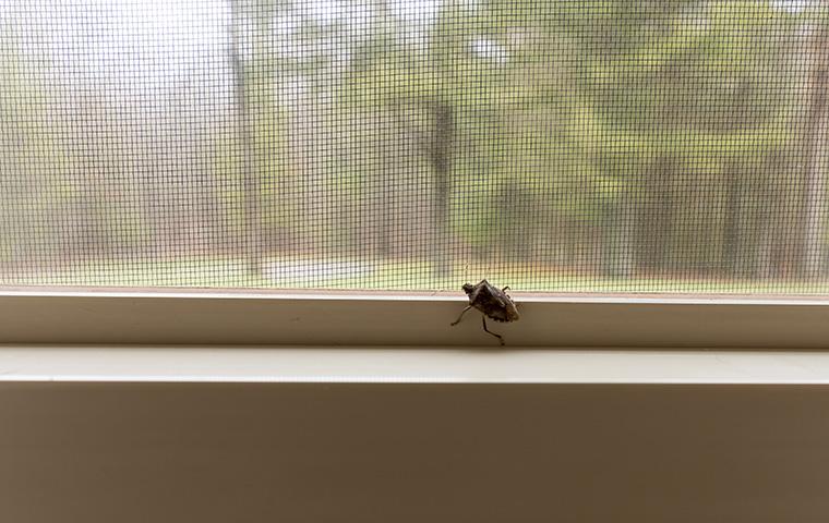 stink bug near window