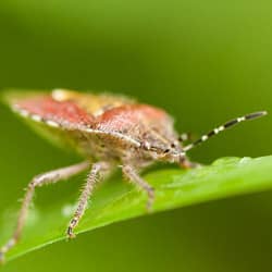 stink bug on a blade of grass