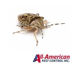 a stink bug on a white background
