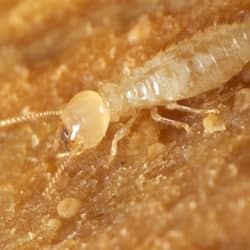 subterranean termite up close