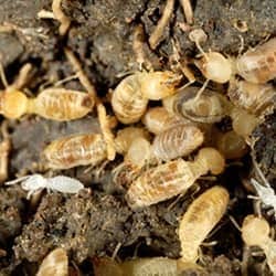 subterranean termites in a pile
