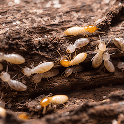 subterranean termite colony on wood
