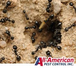 black ants coming out of their hole