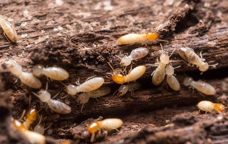a growing swarm of termites in a lebanon home creating expensive damage