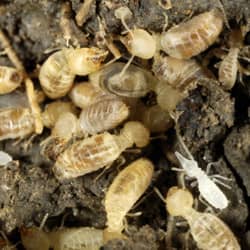 a pile of termites