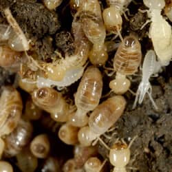termites piled all together