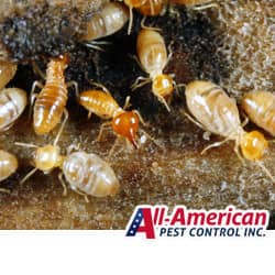 termites causing damage within a home