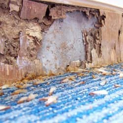 termite damaged wood in a home