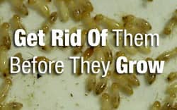 termites in a background of \