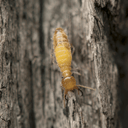 termite near a hendersonville home