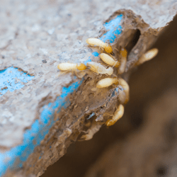 termite signs in nashville