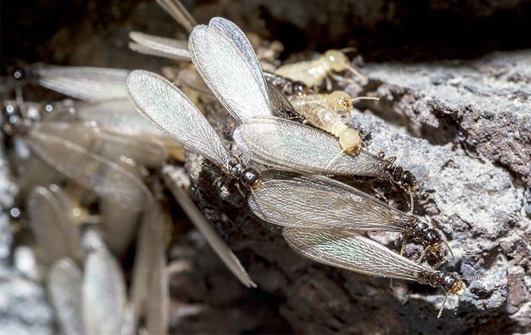 termite swarm up close