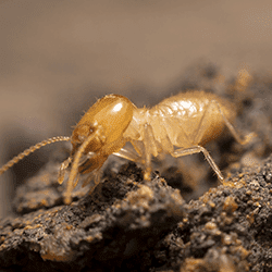 termite up close in the dirt