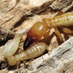 a termite up close chewing wood