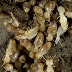 a termite pile