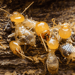 termites in franklin home